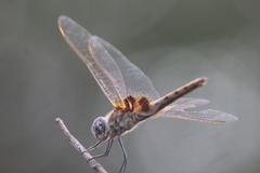 Urothemis assignata