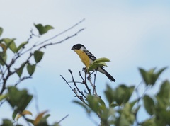 Sporophila morelleti