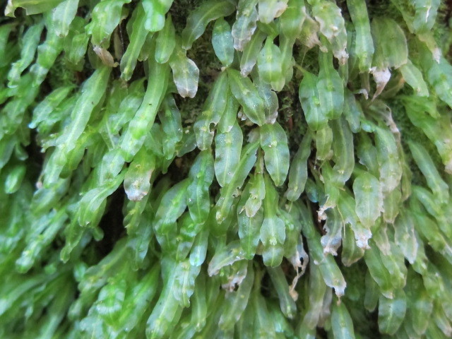 Symphyogyna subsimplex