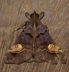 Scopifera lycagusalis