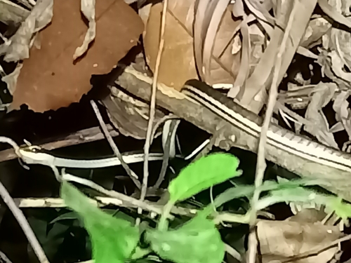Eastern bronzeback tree snake
