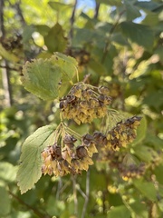Physocarpus intermedius