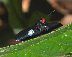 Elbella intersecta