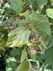 Physocarpus intermedius