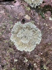 Flavoparmelia baltimorensis