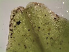 Symphyogyna subsimplex