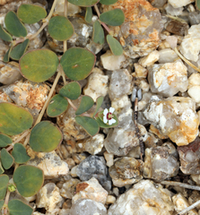 Euphorbia albomarginata