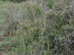 Gymnosporia polyacantha