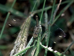 Brachythemis leucosticta