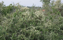 Gymnosporia polyacantha