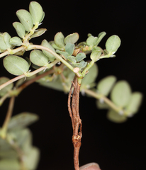 Euphorbia albomarginata
