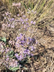 Limonium gmelinii