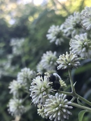 Verbesina walteri