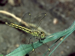 Brachythemis leucosticta