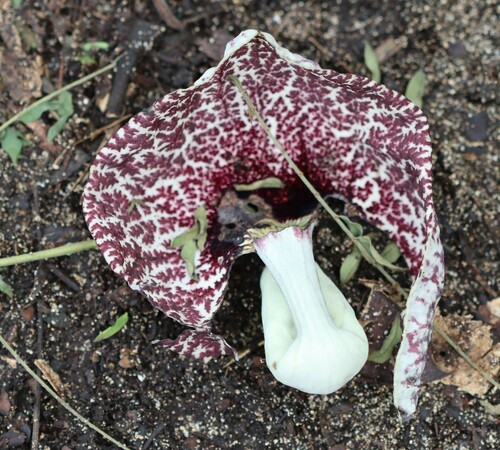 Aristolochia littoralis observed 2020-03-14