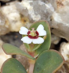 Euphorbia albomarginata