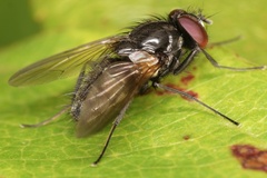 Hydrotaea