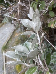 Brachyglottis greyi