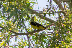 Oriolus oriolus