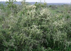 Gymnosporia polyacantha