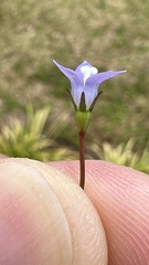 Wahlenbergia marginata