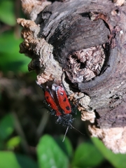 Astylus trifasciatus