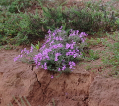 Jamesbrittenia microphylla