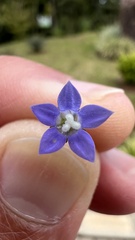 Wahlenbergia marginata