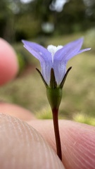 Wahlenbergia marginata