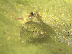 Symphyogyna subsimplex