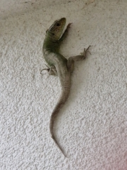 Lacerta viridis