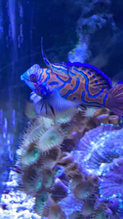 Synchiropus