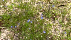 Wahlenbergia marginata