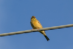 Emberiza hortulana