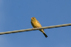 Emberiza hortulana