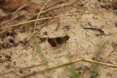 Platylesches moritili