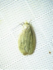 Autosticha kyotensis