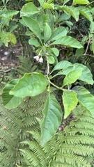 Vassobia breviflora