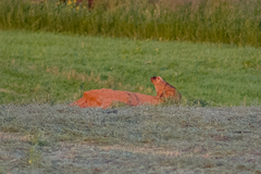 Marmota bobak