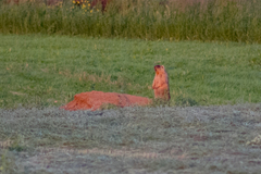 Marmota bobak