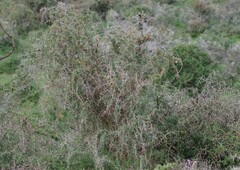 Gymnosporia polyacantha