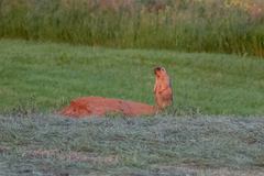 Marmota bobak