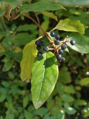 Viburnum tinus