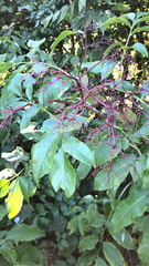 Sambucus nigra