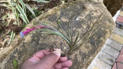 Tillandsia tenuifolia