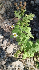 Tanacetum parthenium