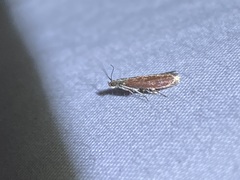 Varneria postremella