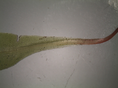 Symphyogyna subsimplex
