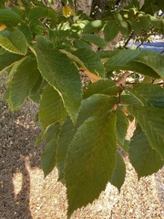 Ulmus americana