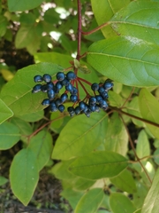 Viburnum tinus